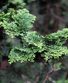Chamaecyparis o. 'Nana Gracilis' Pot 20 liter Stam 60 cm