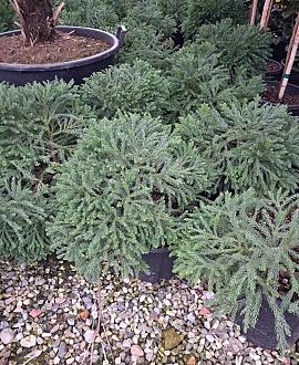 Cryptomeria j. 'Globosa Nana' Pot 9 Liter 