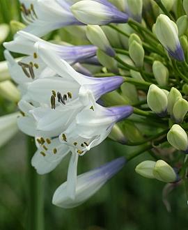 Agapanthus Twister Pot 5 Liter 