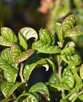 Leucothoe axillaris 'Curly Red' Pot 3 Liter 