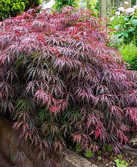 Acer pal. 'Dissectum Garnet' Pot 45 Liter Halfstam