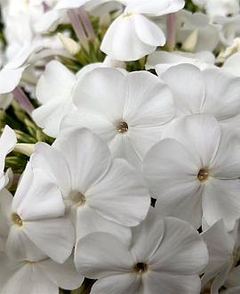 Phlox (S) 'White Delight' Pot 9 cm