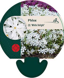 Phlox (S) 'White Delight' Pot 9 cm