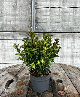 Ilex meserveae 'Little Rascal' Pot 3 Liter 
