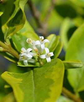 Ligustrum oval. 'Aureum' Stam 140 cm