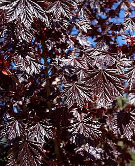 Acer plat. 'Royal Red' Hoogstam (Stamomtrek 14-16 cm)