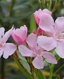 Nerium oleander Pot 30 Liter 