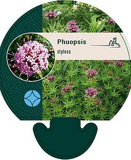 Phuopsis stylosa Pot 9 cm