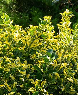 Euonymus japonicus Pot 35 liter 125 - 150 cm Meerstammig