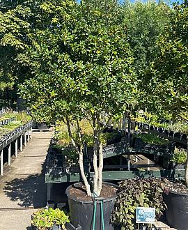 Ilex meserveae Pot 130 liter 200 - 250 cm Meerstammig