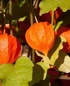 Physalis alkekengi franchetii Pot 9 cm
