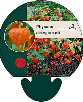 Physalis alkekengi franchetii Pot 9 cm