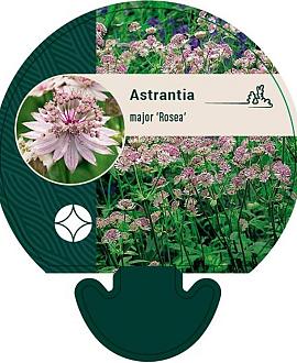 Astrantia maj. 'Rosea' Pot 9 cm