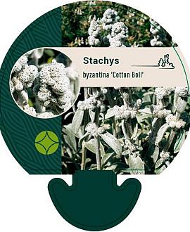 Stachys byzantina 'Cotton Boll' Pot 9 cm