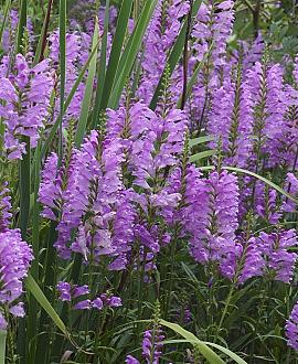 Physostegia v. 'Bouquet Rose' Pot 9 cm