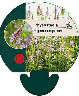 Physostegia v. 'Bouquet Rose' Pot 9 cm