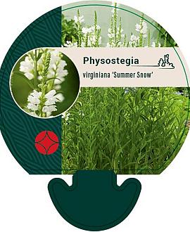 Physostegia v. 'Summer Snow' Pot 9 cm