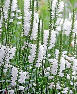 Physostegia v. 'Summer Snow' Pot 9 cm