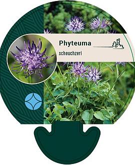 Phyteuma scheuchzeri Pot 9 cm