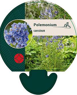 Polemonium caeruleum Pot 9 cm