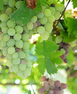 Vitis 'Vroege van der Laan' Pot 2,5 Liter 60 - 80 cm