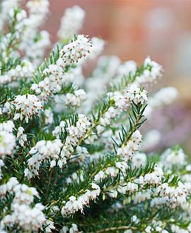 Erica darl. 'White Perfection' Pot 1,5 liter