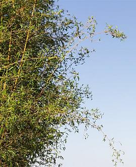Phyllostachys aurea Pot 50 Liter 175 - 200 cm