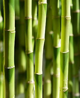 Phyllostachys bissetii Pot 50 Liter 200 - 250 cm