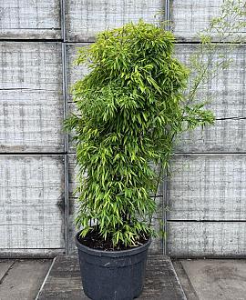 Phyllostachys nigra Pot 180 liter 200 - 250 cm