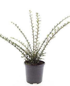 Cotoneaster horizontalis Pot 1,5 liter