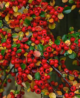 Cotoneaster horizontalis Pot 1,5 liter