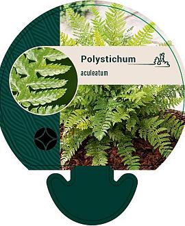 Polystichum aculeatum Pot 9 cm