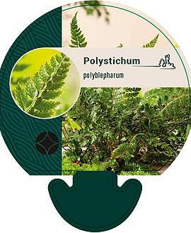 Polystichum polyblepharum Pot 9 cm