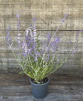 Perovskia 'Blue Spire' Pot 2,5 Liter