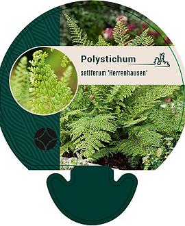 Polystichum set. 'Herrenhausen' Pot 9 cm