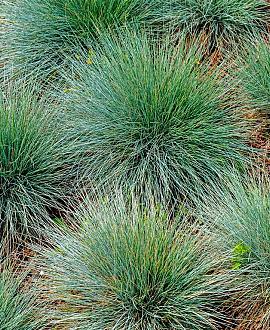 Festuca gautieri Pot 2 Liter