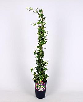 Hedera hel. 'Goldchild' Pot 2 Liter80 - 100 cm