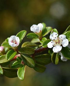 Cotoneaster suec. 'Coral Beauty' Stam 100 cm