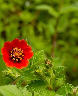 Potentilla atrosanguinea Pot 9 cm