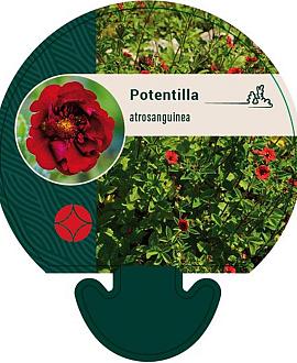 Potentilla atrosanguinea Pot 9 cm