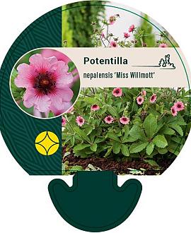 Potentilla nep. 'Miss Willmott' Pot 9 cm