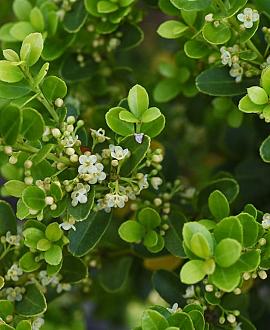 Ilex crenata 'Stokes' Bolvorm 30-40 cm