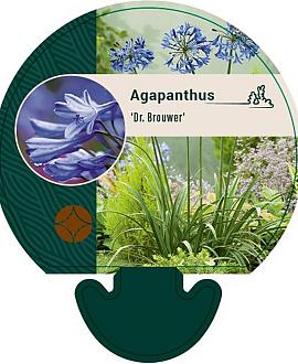 Agapanthus 'Dr Brouwer' Pot 9 cm