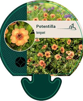 Potentilla tonguei Pot 9 cm