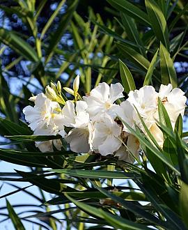 Nerium Oleander Wit  Pot 40 Liter 150 - 175 cm