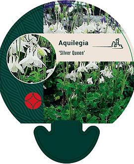 Aquilegia 'Silver Queen' Pot 9 cm
