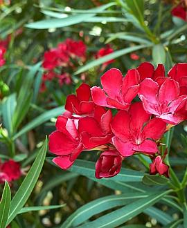 nerium oleander rood Pot 40 Liter 150 - 175 cm