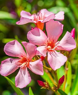 nerium oleander roze  Pot 40 Liter 150 - 175 cm