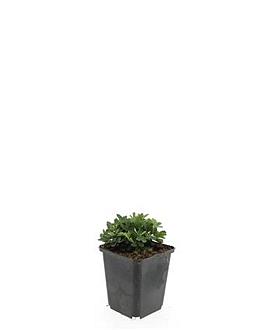 Potentilla tridentata 'Nuuk' Pot 9 cm