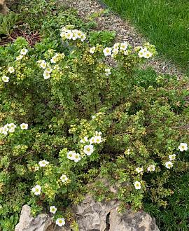 Potentilla tridentata 'Nuuk' Pot 9 cm